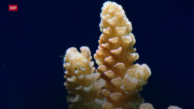 Die Wächter des Great Barrier Reef – Die Korallen