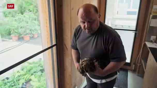 Die Rückkehr der grossen Vögel kostenlos streamen | dailyme