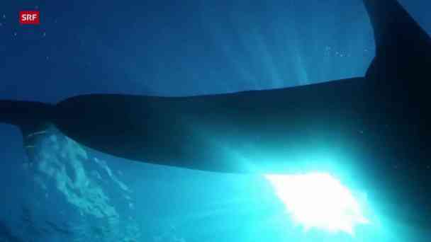 Die Wächter des Great Barrier Reef – Die Meeresgiganten kostenlos streamen | dailyme