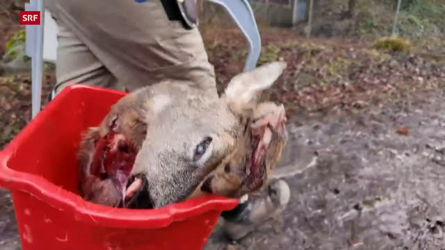 Luchse in Not: Inzucht bedroht Schweizer Wildbestand