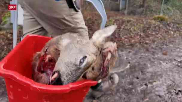 Luchse in Not: Inzucht bedroht Schweizer Wildbestand kostenlos streamen | dailyme