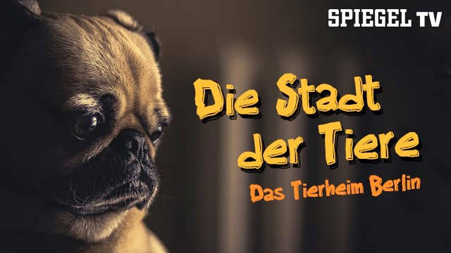 Die Stadt der Tiere - Das Tierheim Berlin kostenlos streamen | dailyme