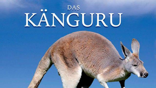 Das Känguru kostenlos streamen | dailyme