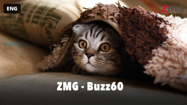 ZMG - Buzz60 kostenlos streamen | dailyme