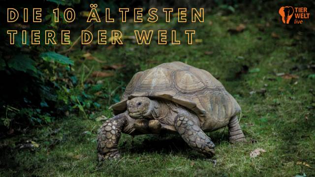 TIERWELT Live - Die 10 ältesten Tiere der Welt kostenlos streamen | dailyme