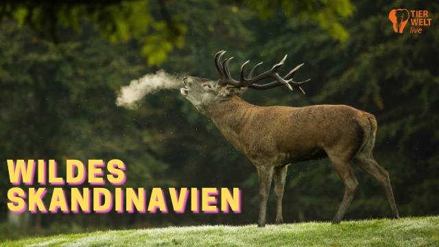 TIERWELT Live - Wildes Skandinavien kostenlos streamen | dailyme