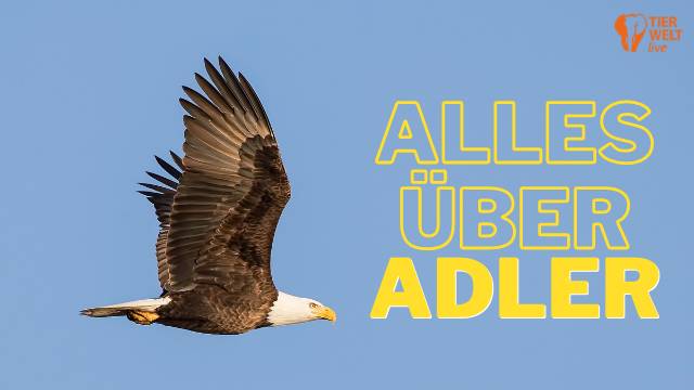 TIERWELT Live - Alles über Adler kostenlos streamen | dailyme