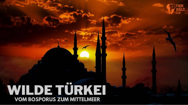 TIERWELT Live - Wilde Türkei kostenlos streamen | dailyme