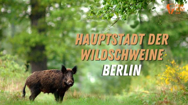 Hauptstadt der Wildschweine - Berlin