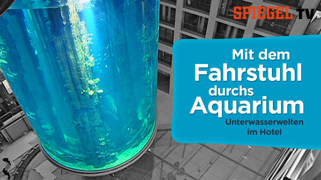 Mit dem Fahrstuhl durchs Aquarium: Unterwasserwelten im Hotel kostenlos streamen | dailyme