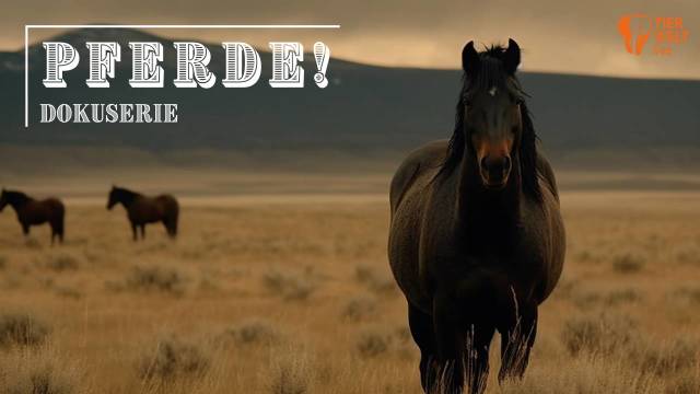 TIERWELT Live - Pferde! kostenlos streamen | dailyme