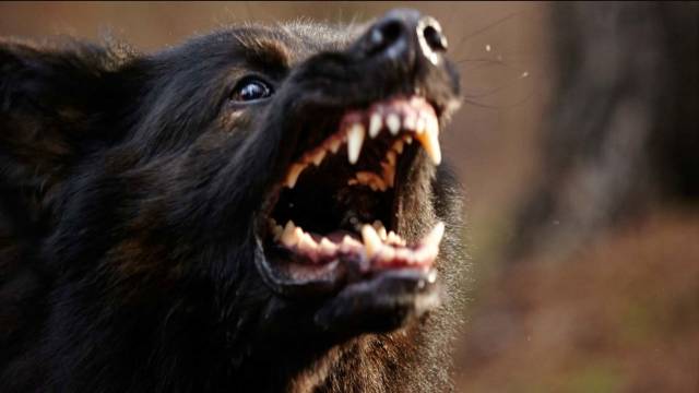 The Pack - Die Meute kostenlos streamen | dailyme