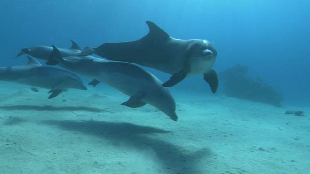 Dolphins in the Deep Blue Ocean