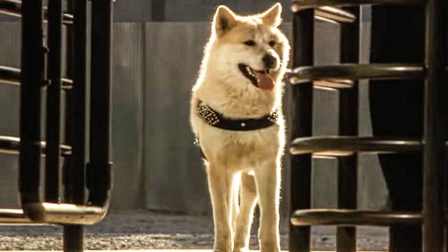 Hachiko – Wahre Freundschaft währt ewig kostenlos streamen | dailyme