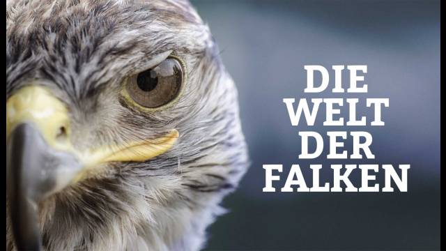 Die Welt der Falken