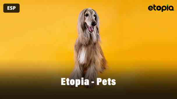Etopia - Pets Spanish kostenlos streamen | dailyme