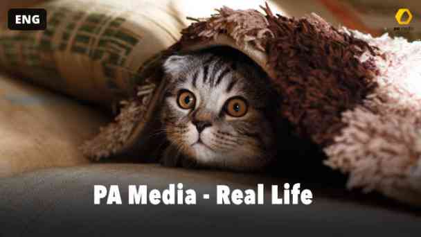 PA Media - Real Life kostenlos streamen | dailyme