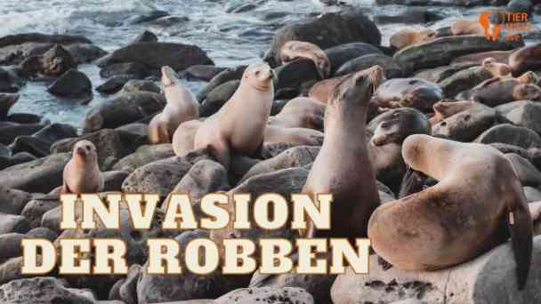 TIERWELT Live - Invasion der Robben kostenlos streamen | dailyme