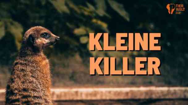 TIERWELT Live - Kleine Killer kostenlos streamen | dailyme