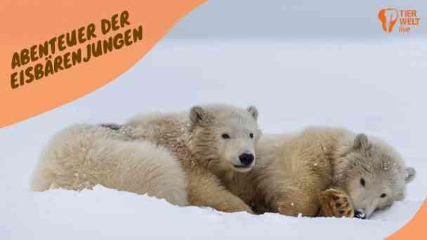TIERWELT Live - Das Abenteuer der Eisbärenkinder kostenlos streamen | dailyme