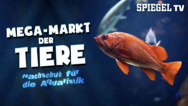 Mega-Markt der Tiere: Nachschub für die Aquaristik kostenlos streamen | dailyme