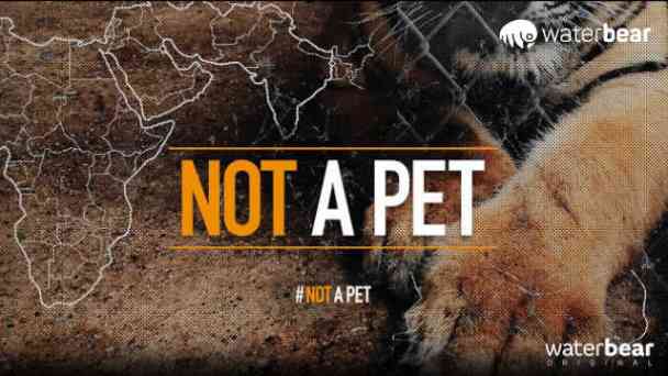 WaterBear - Not a Pet kostenlos streamen | dailyme