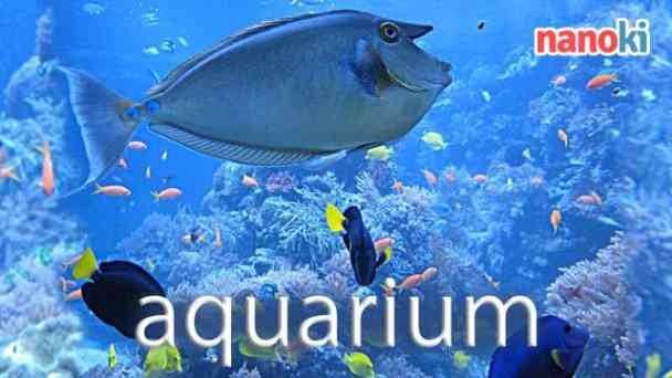 Aquarium kostenlos streamen | dailyme
