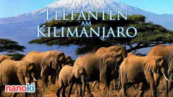 Elefanten am Kilimanjaro kostenlos streamen | dailyme