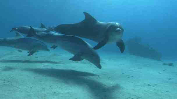 Dolphins in the Deep Blue Ocean kostenlos streamen | dailyme