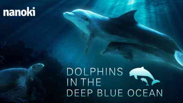 Dolphins in the Deep Blue Ocean kostenlos streamen | dailyme