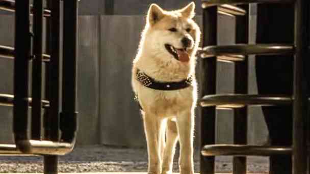 Hachiko – Wahre Freundschaft währt ewig kostenlos streamen | dailyme