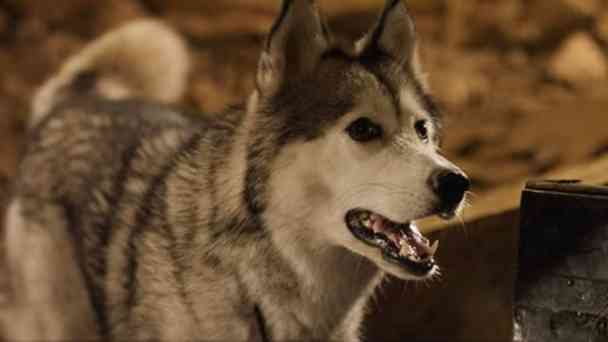 Timber - Ein tierischer Schatz kostenlos streamen | dailyme